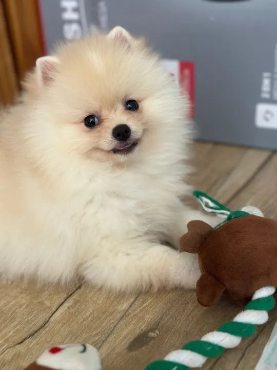 Filhote spitz alemão fêmea  - Foto 2