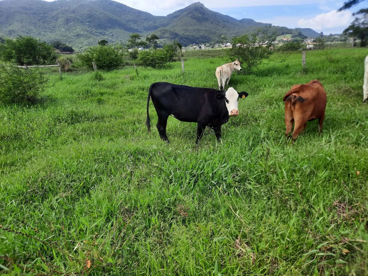  5 novilhas para venda