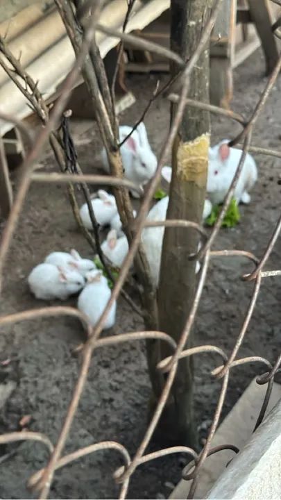 Filhotes de coelhos 