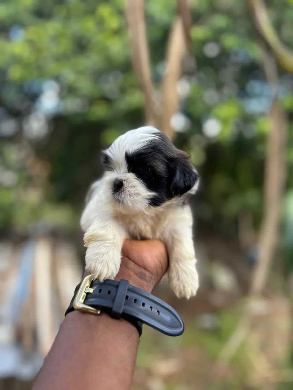 Filhote Shih Tzu fêmea e macho  - Foto 4