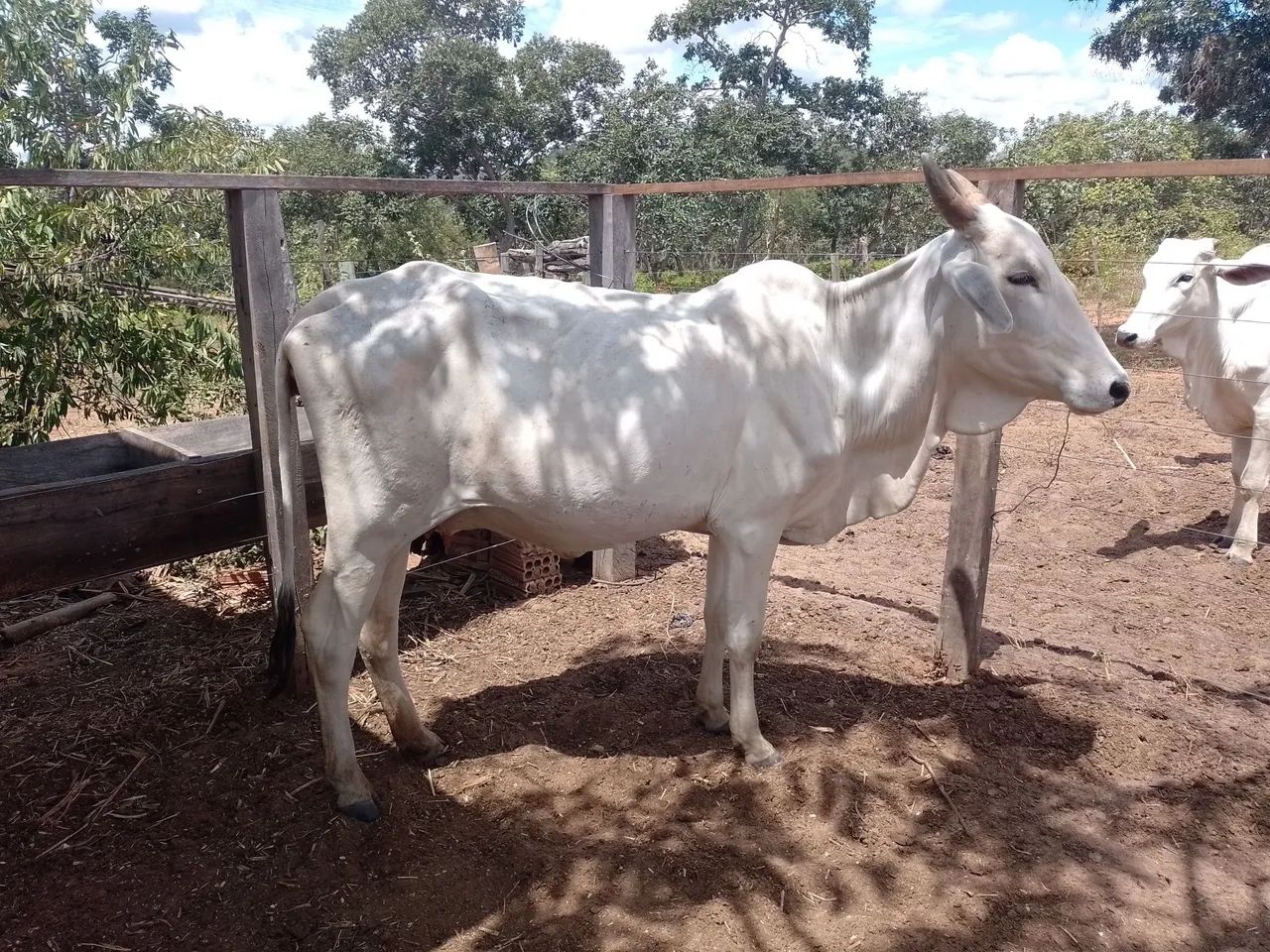 Vendo 6 vacas, excelentes criadeiras 