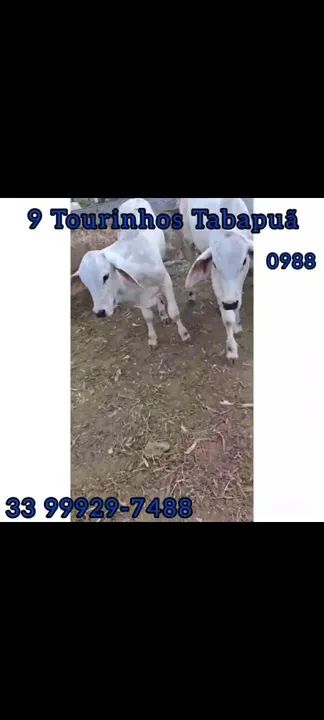 9 Tourinhos Tabapuã  - Foto 3