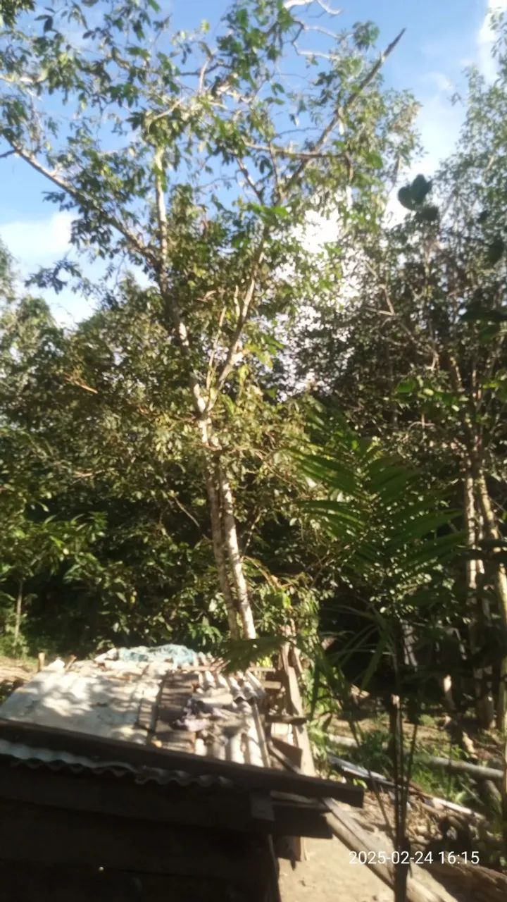 Foto - Careiro - 