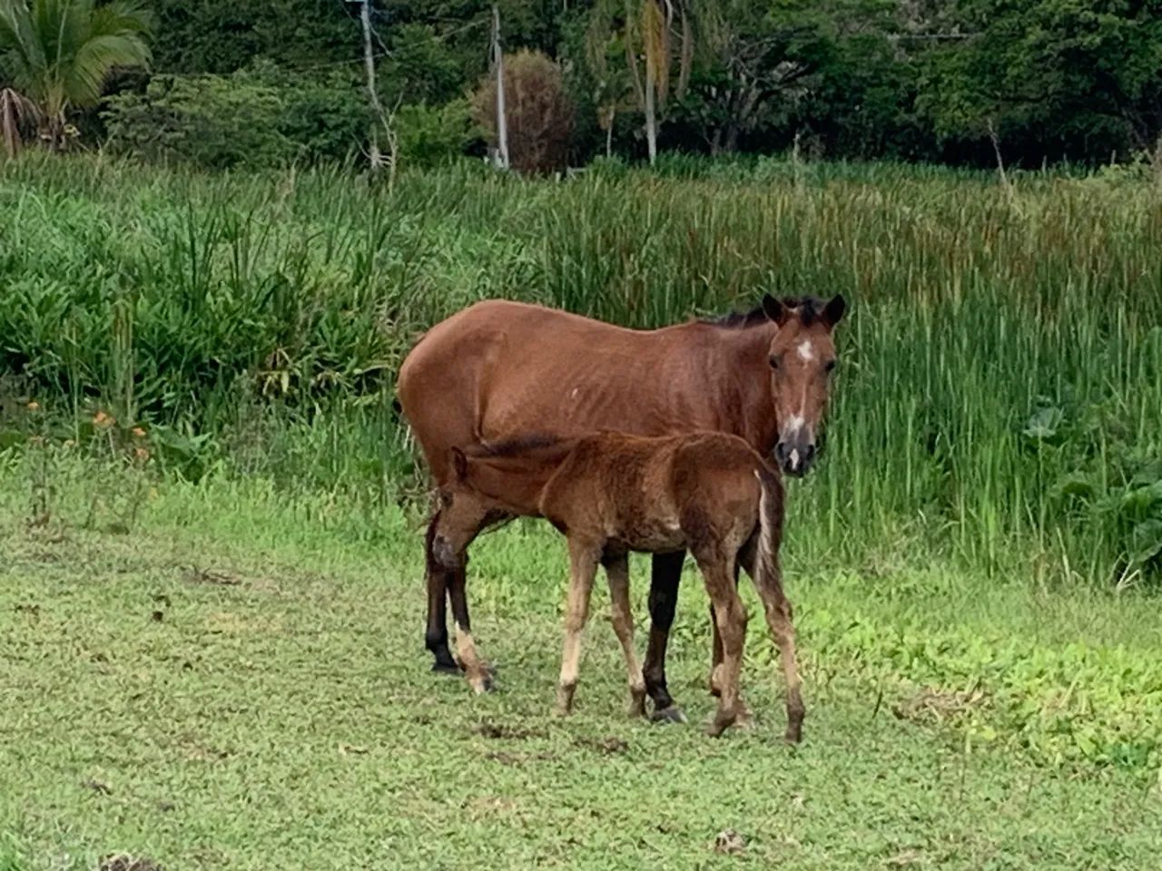 Égua com potro de  5 meses