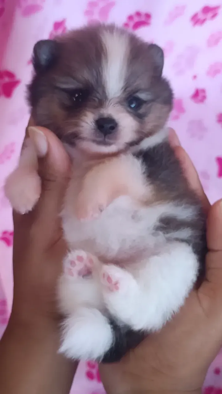 Filhotes de lulu da Pomerânia
