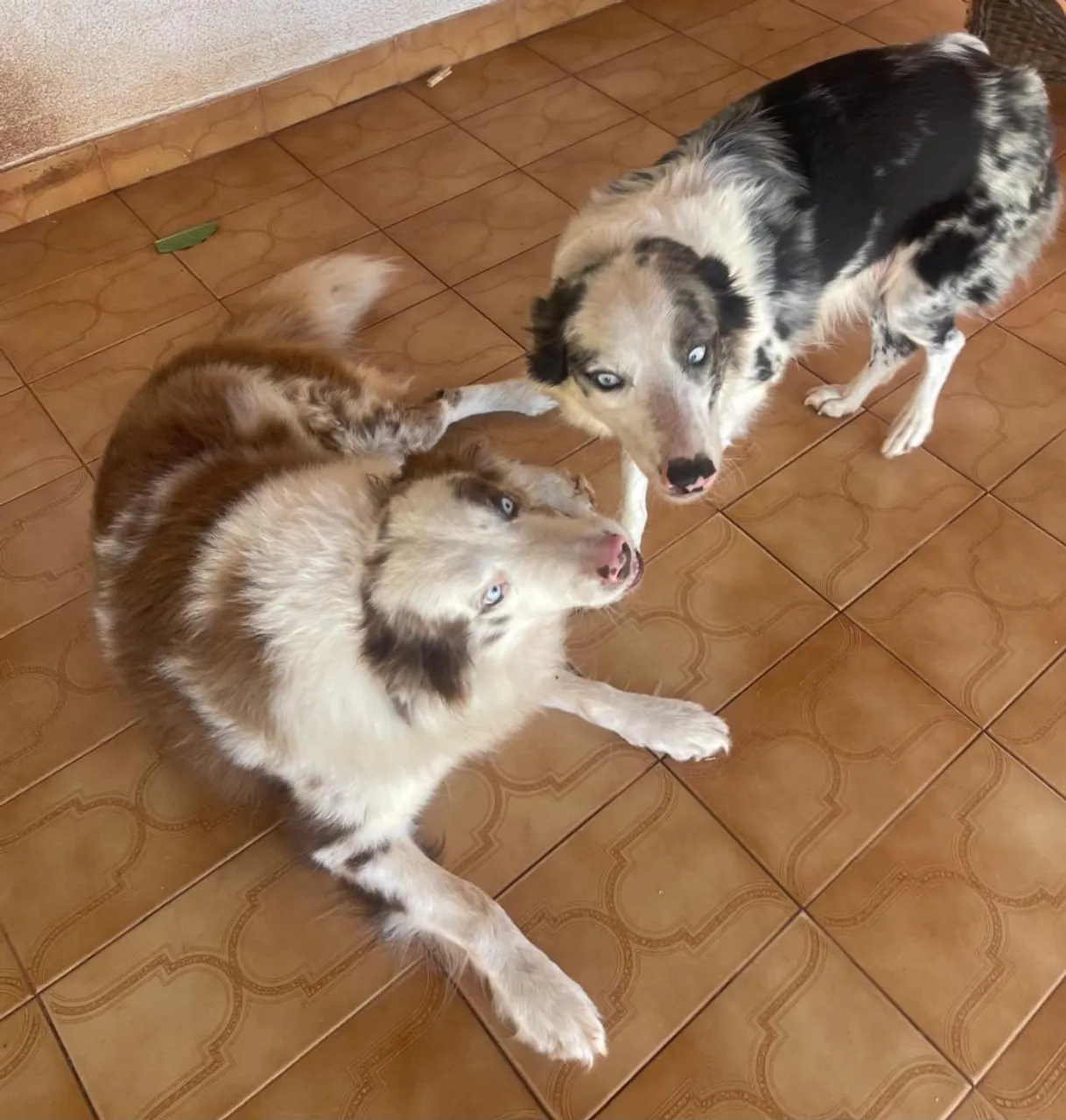 Lindos filhotes Border Collie .