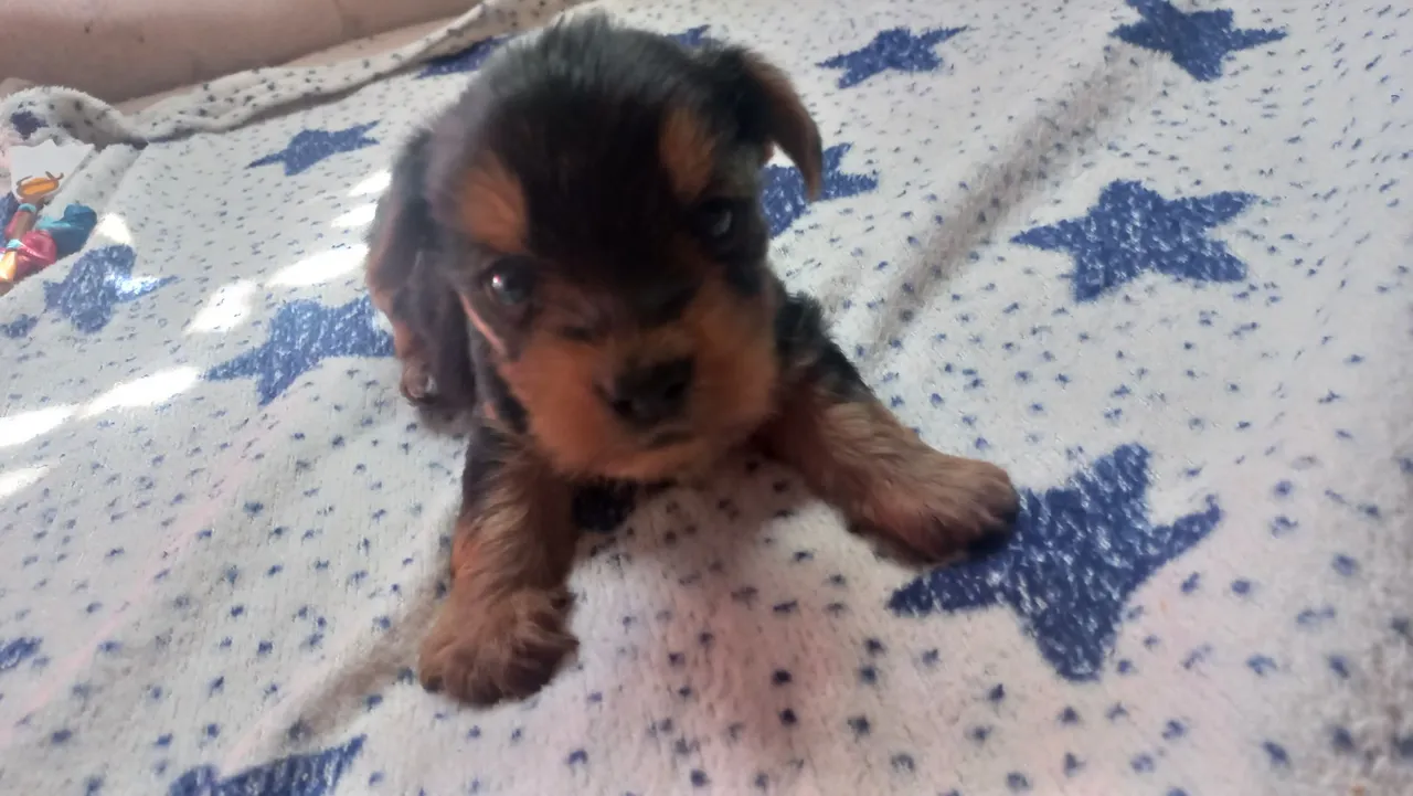 Filhote de Yorkshire Terrier disponível!