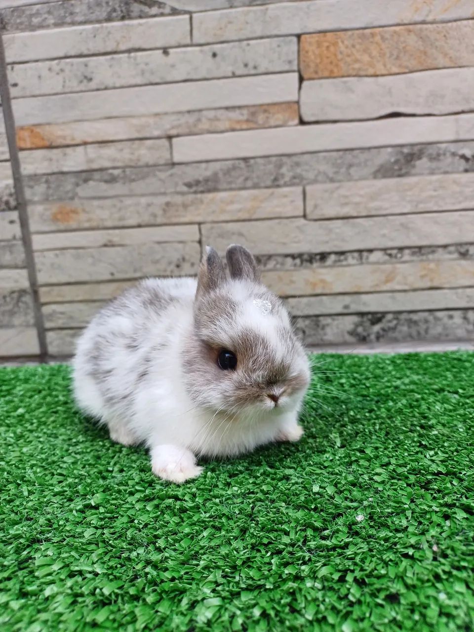 Netherland Dwarf  *coelho anão * - Foto 4
