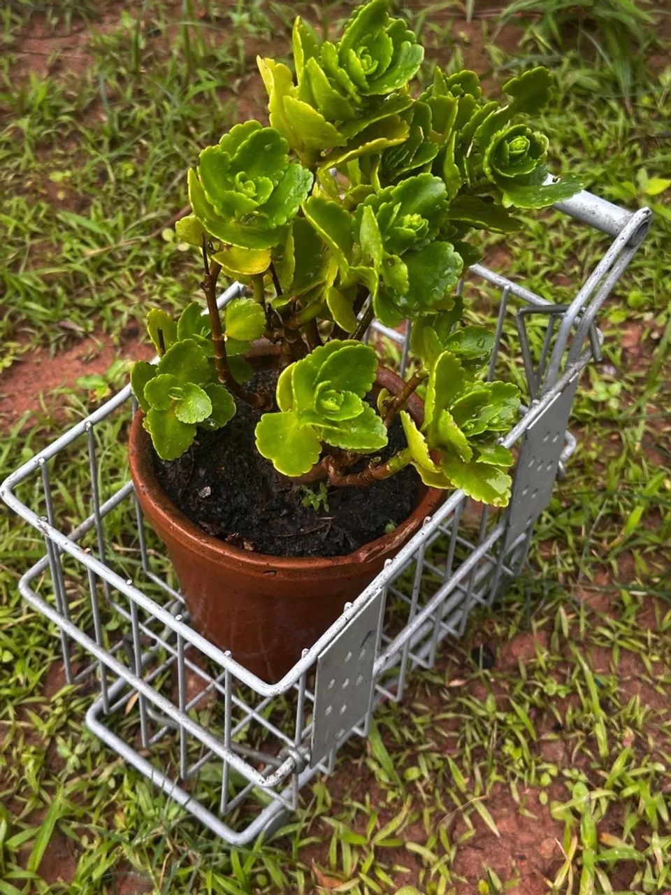 Floreira (Carrinho decorativo de compras miniatura em ferro )