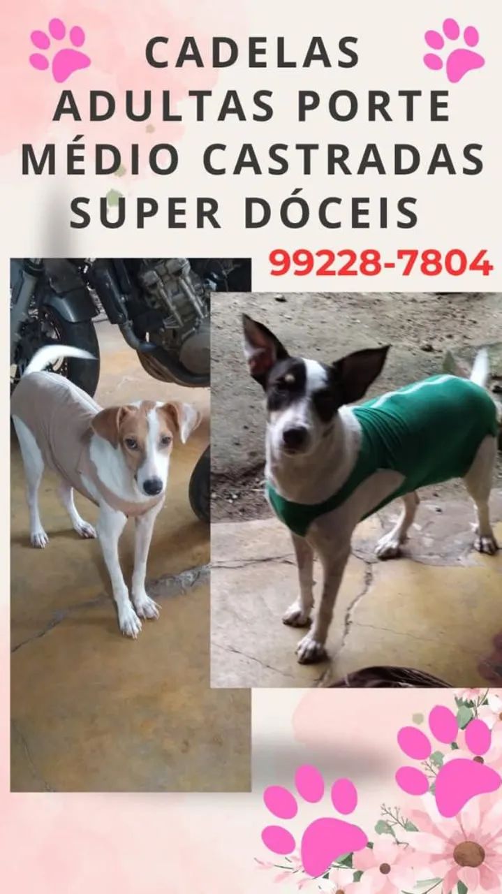 Cadelas adultas porte médio castradas super dóceis