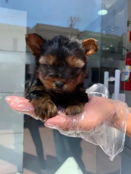 Filhote de Yorkshire terrier