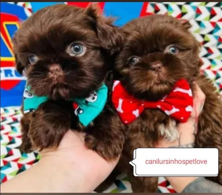 Shih tzus exóticos raridade com pedigree op - Foto 5