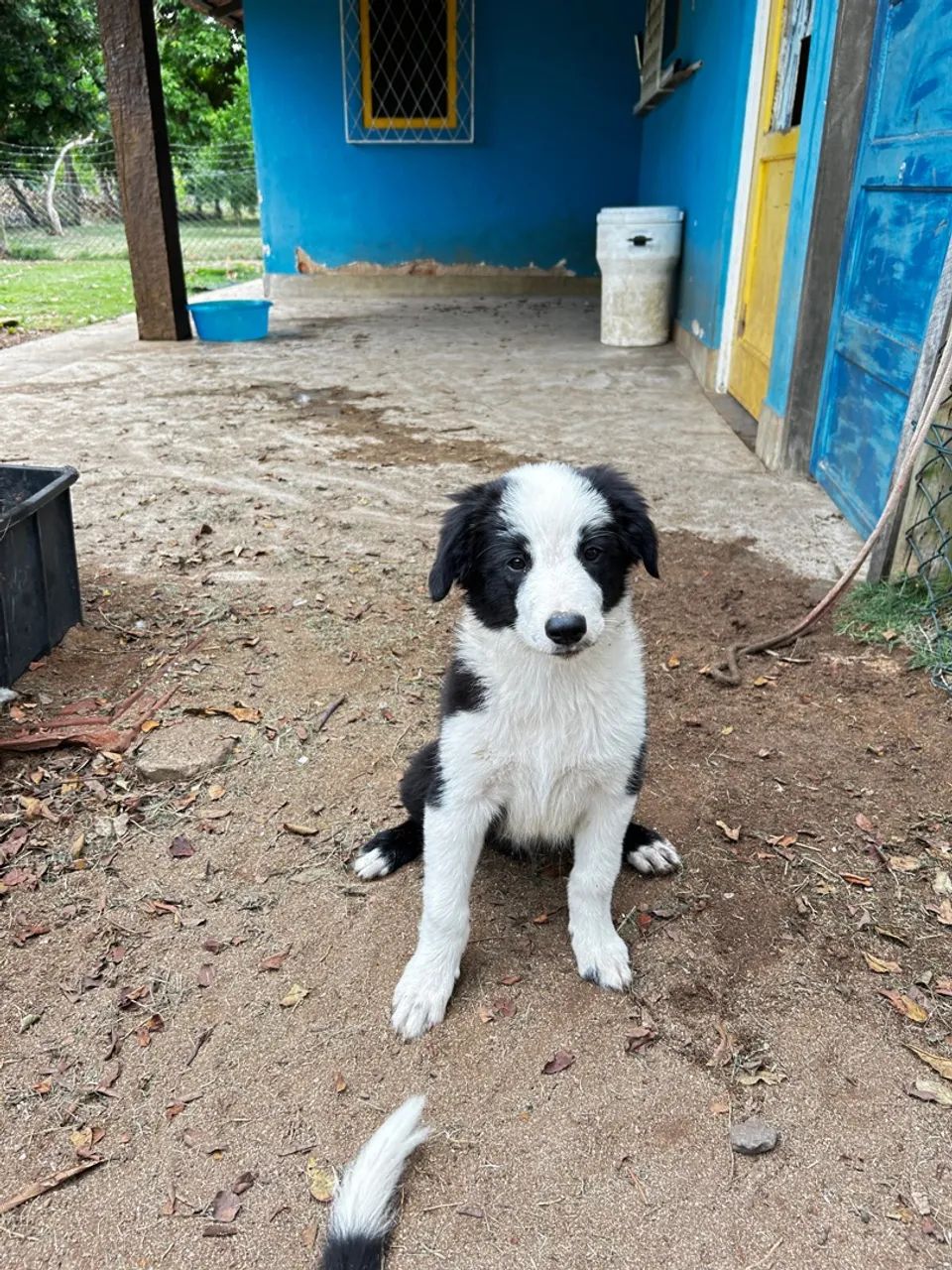 Filhotes Border Collie -  Adoráveis  - Foto 3