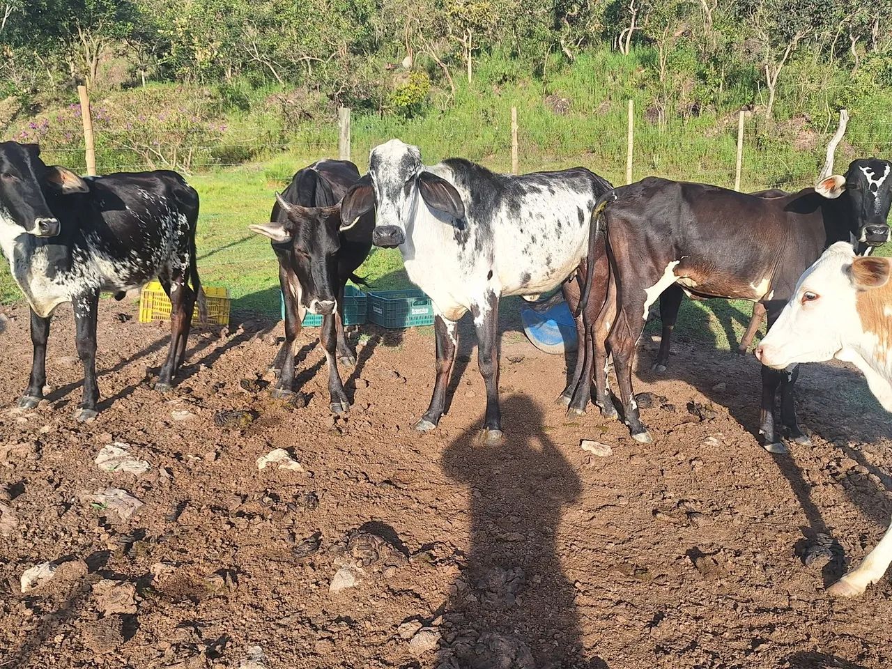 Vende-se um lote de gado urgente - Foto 4
