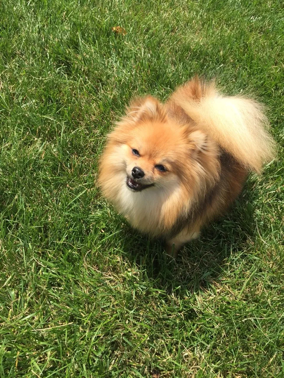 Filhote de Spitz Alemão 4 meses porte pequeno 