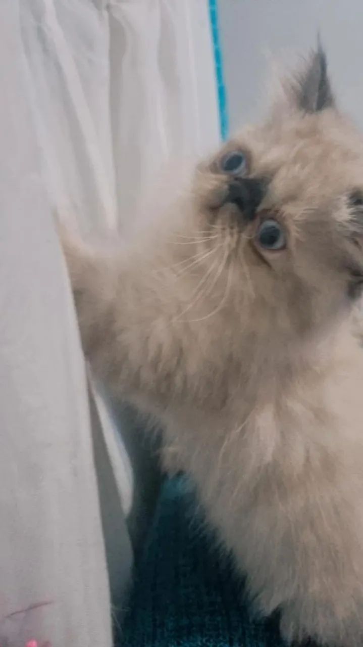 Dois gatinhos persa lindos  - Foto 3