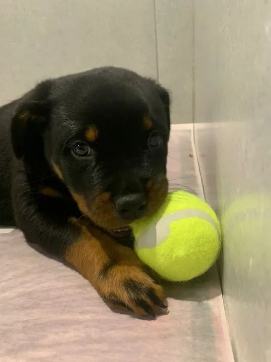  Filhote de Rottweiler a pronta entrega