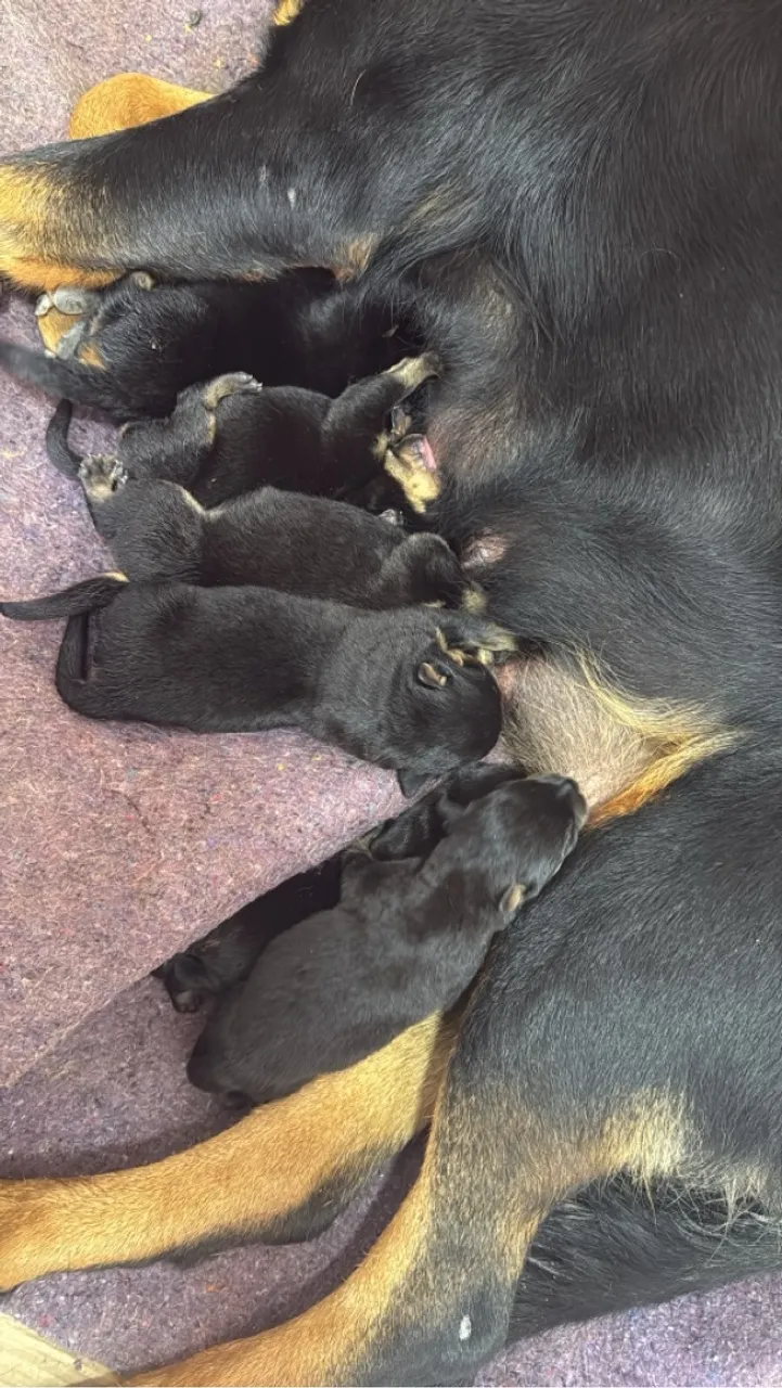 Filhotes de Rottweiler puros