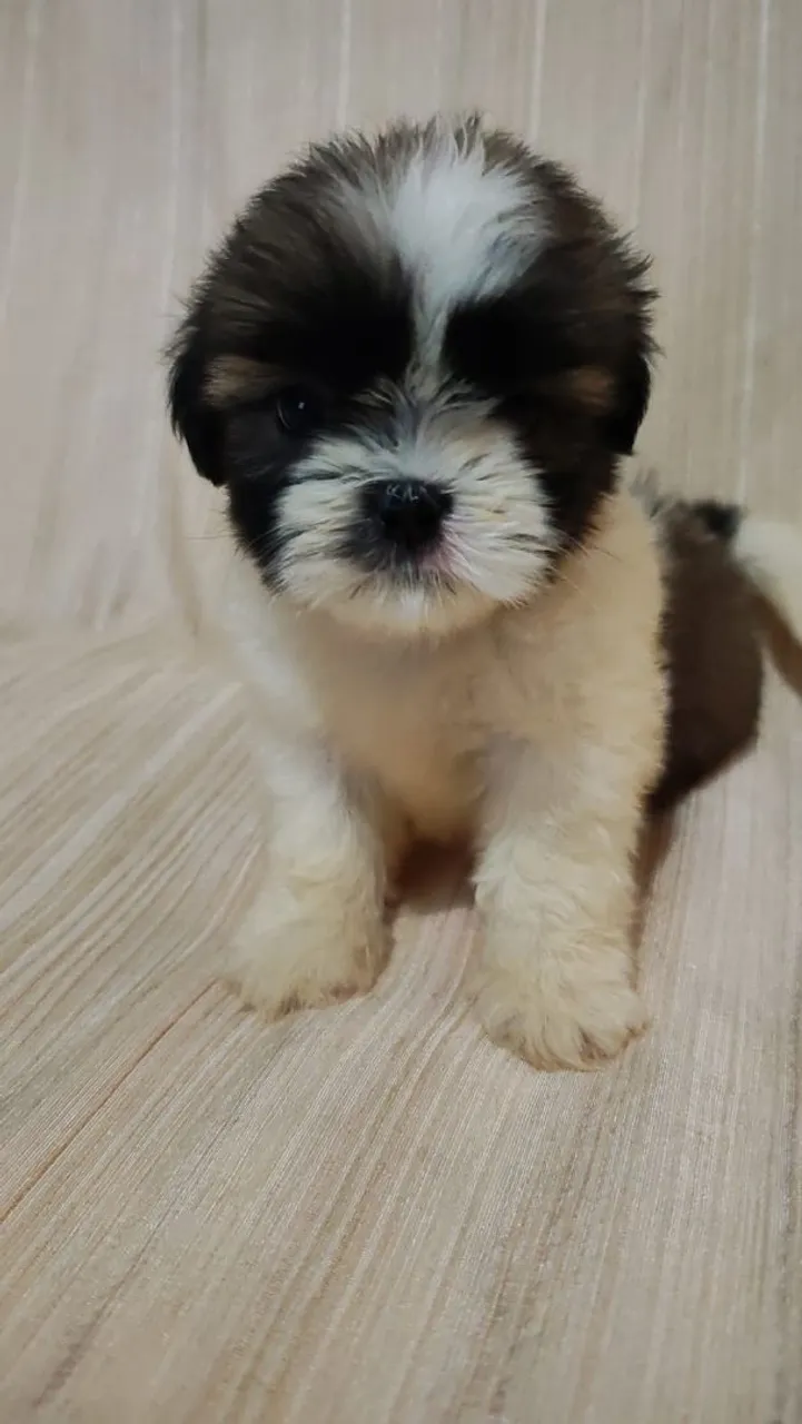 Filhote Shih Tzu Mini 900