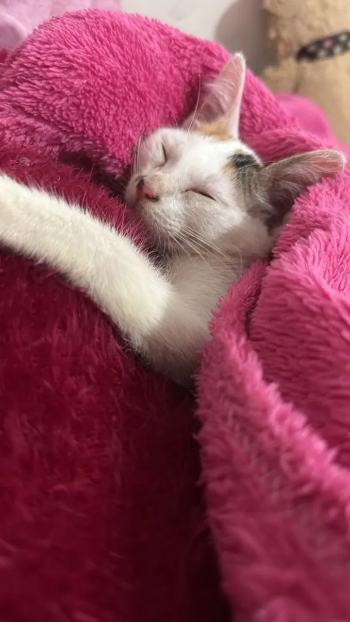 Gatinha pra adoção 