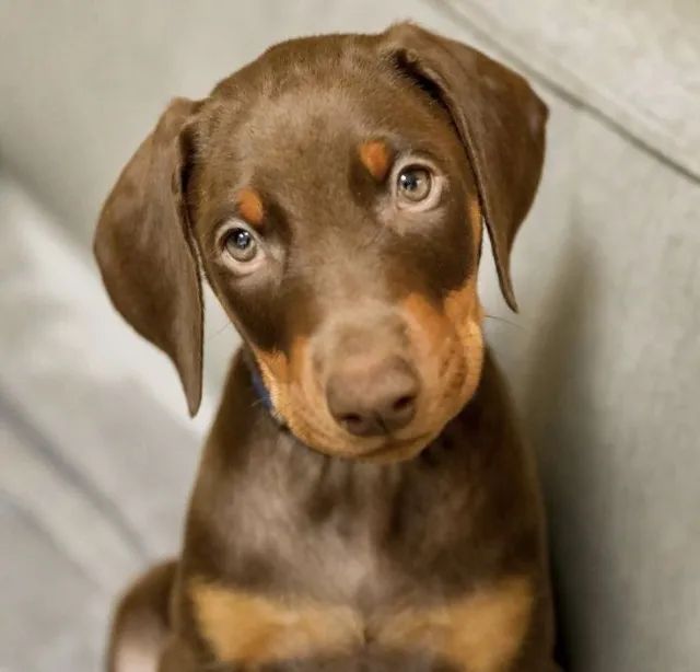Doberman Macho Marrom  à Venda! ? 