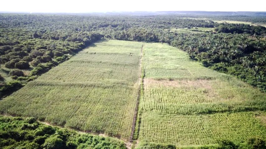 Fazendinha de 21 Hectares - Após Cond. Aldebaran PI-112 - Foto 5