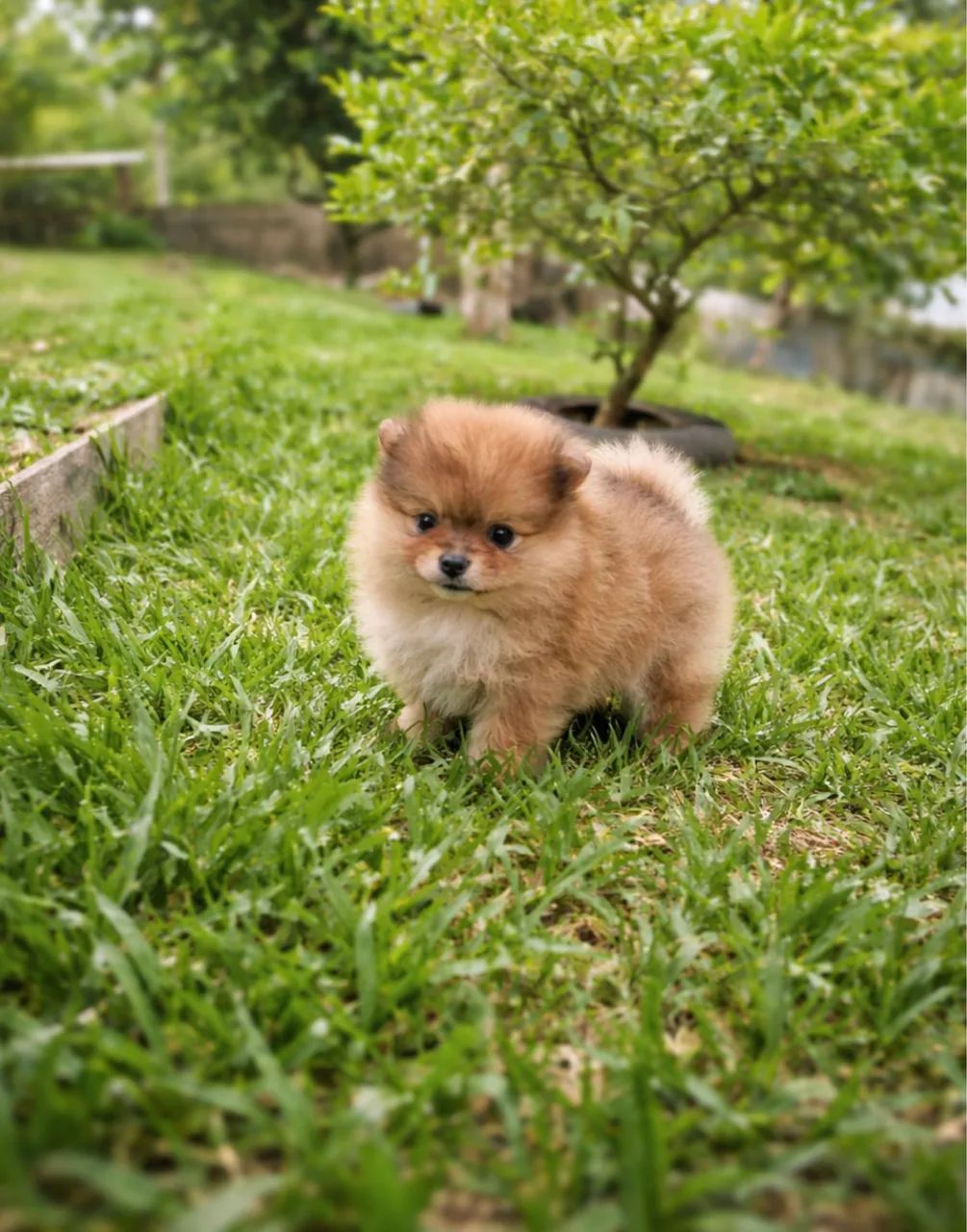 Lulu da Pomerania Spitz alemão 