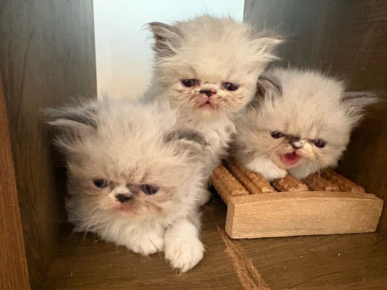 Gatinhos persas filhotes  - Foto 5