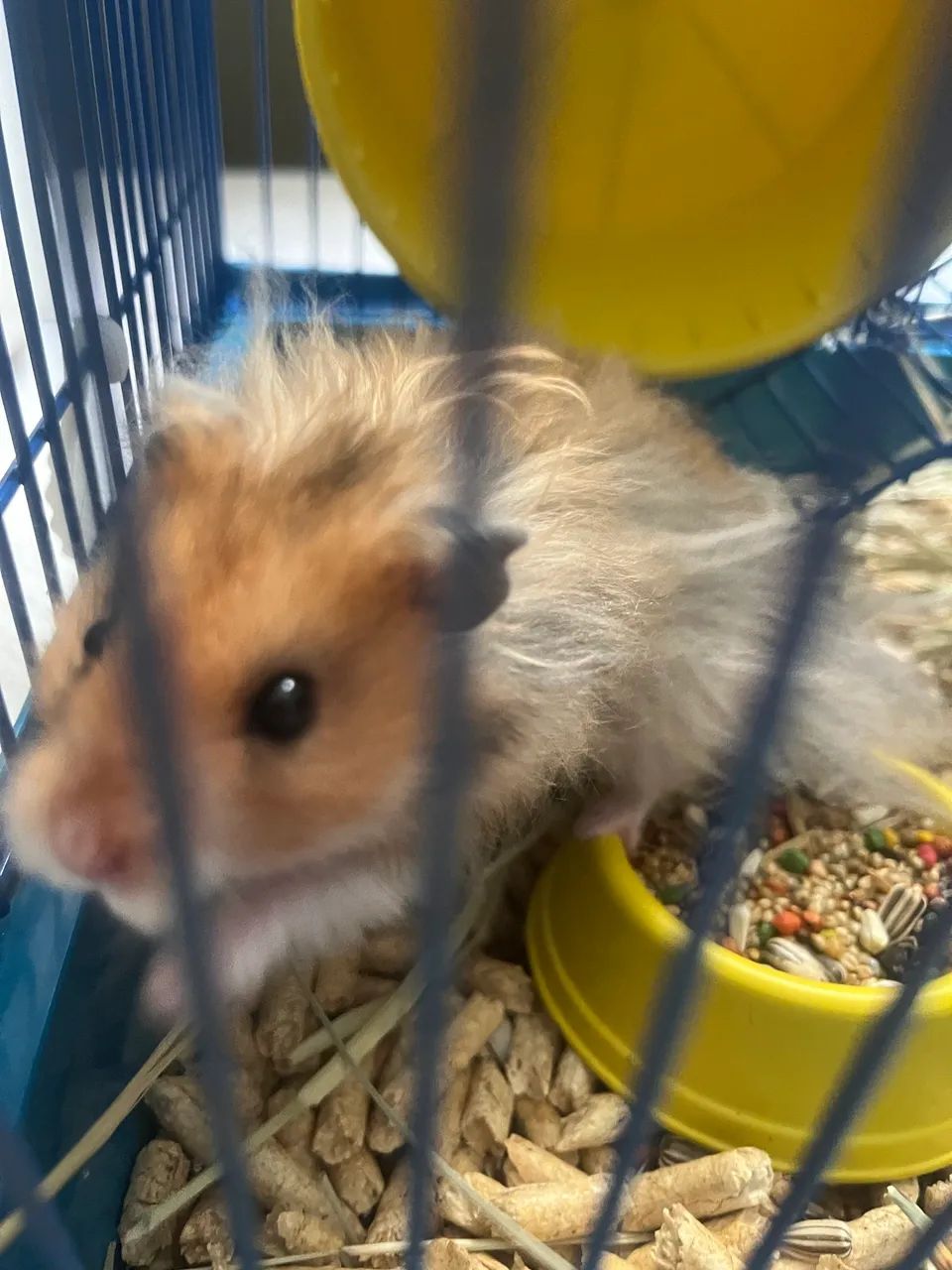 VENDO HAMSTER + GAIOLA + EQUIPAMENTOS - Foto 3