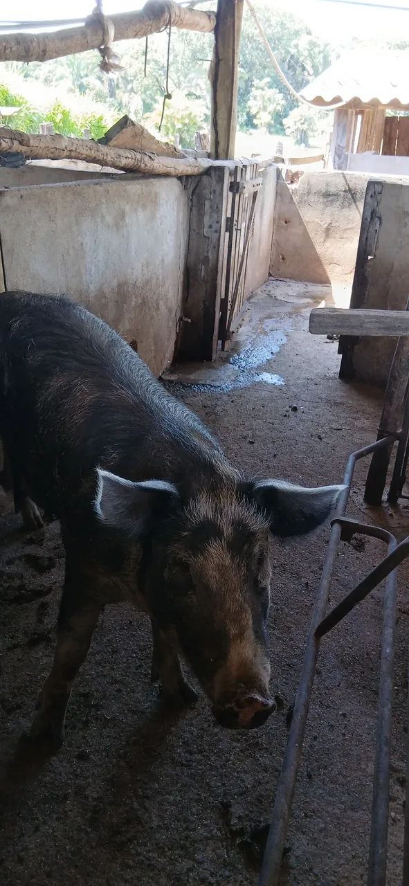 Porca mestiça de pietran - Foto 4