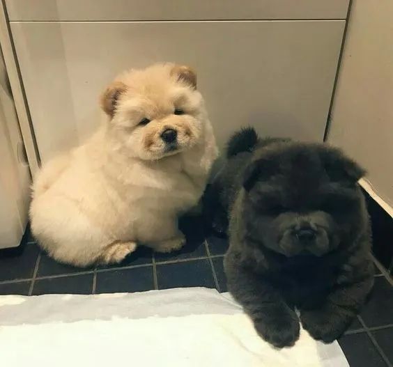 Chow Chow Filhotes