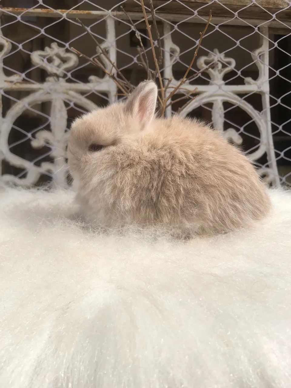 Coelho anão netherland dwarf linhagem importada menino - o menor do mundo  - Foto 4