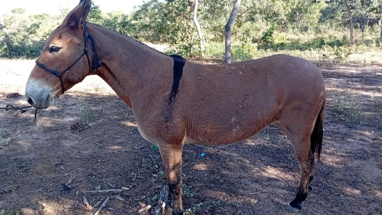 Egua e mula  - Foto 3