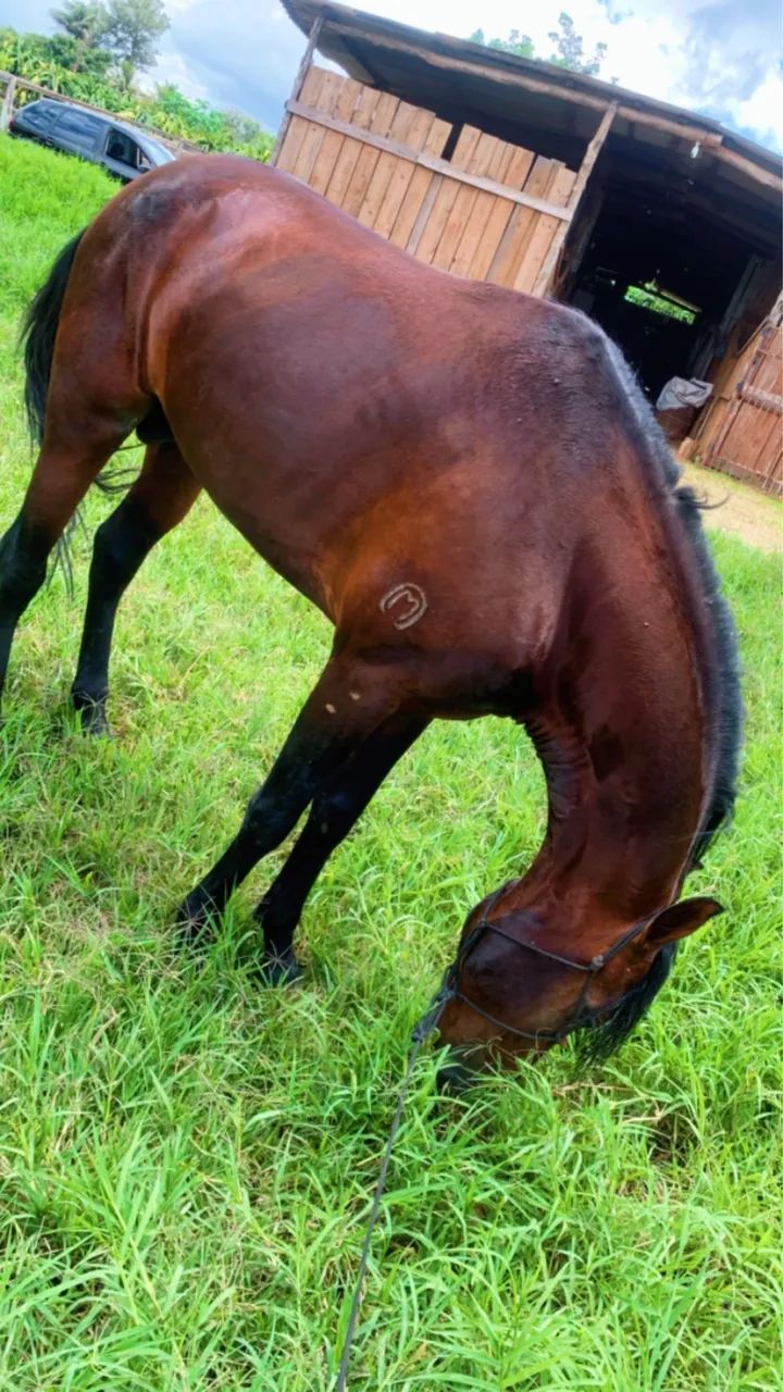 Cavalo mangalarga 