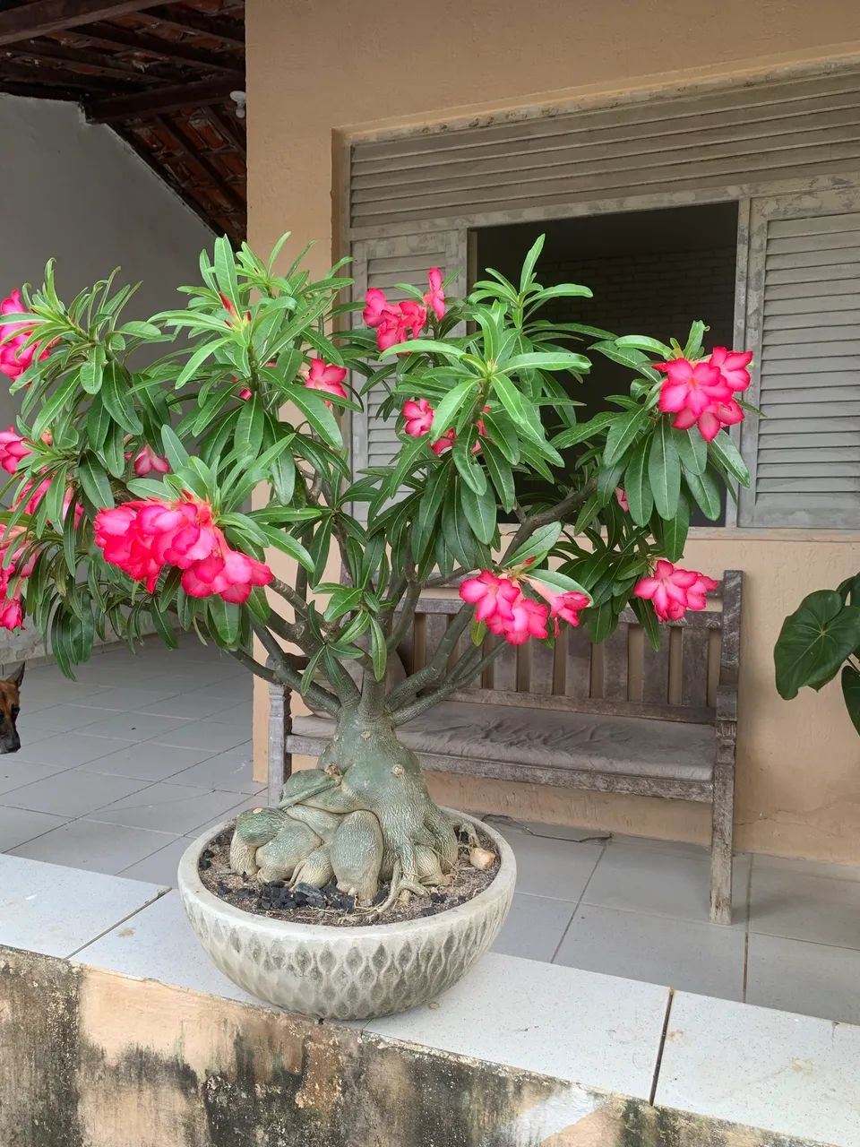Rosa do Deserto  - Foto 2