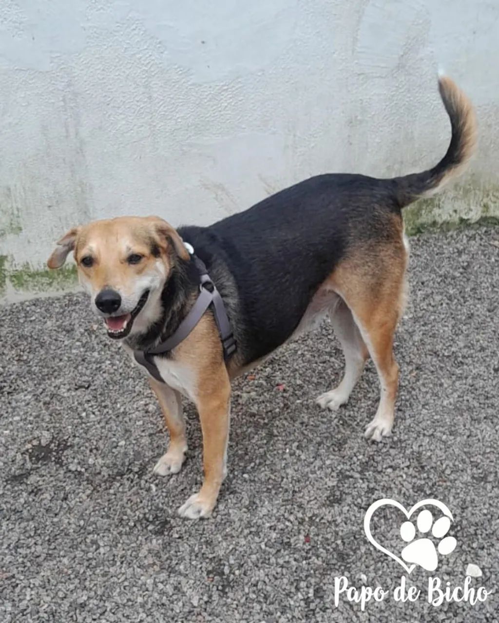 Valente para adoção - Foto 2