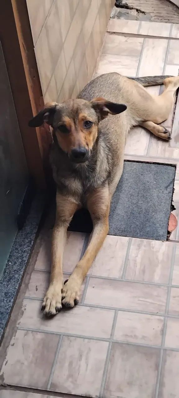 Doação de cachorra fêmea  - Foto 2