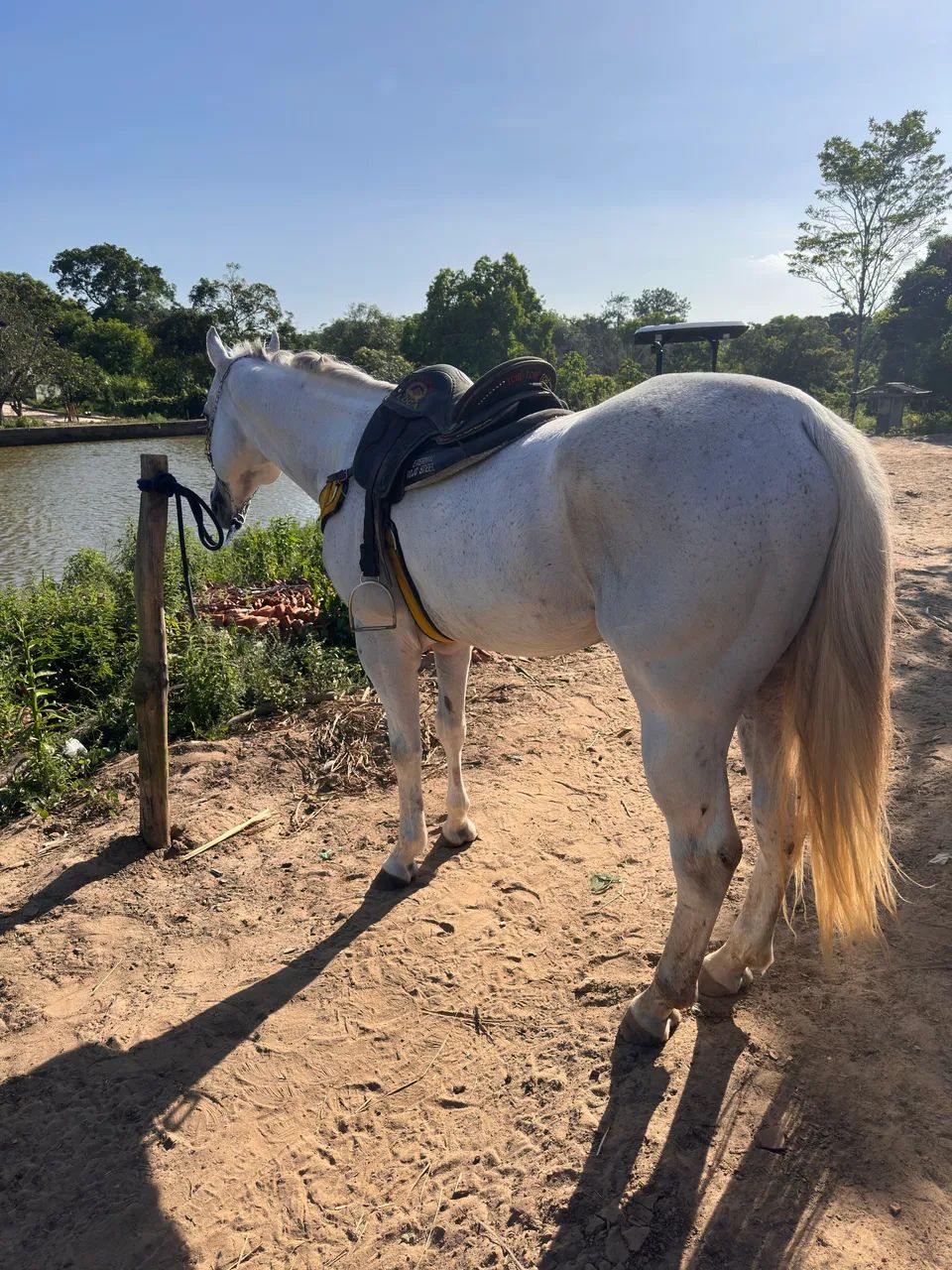 Garanhão Po Qm  - Foto 3