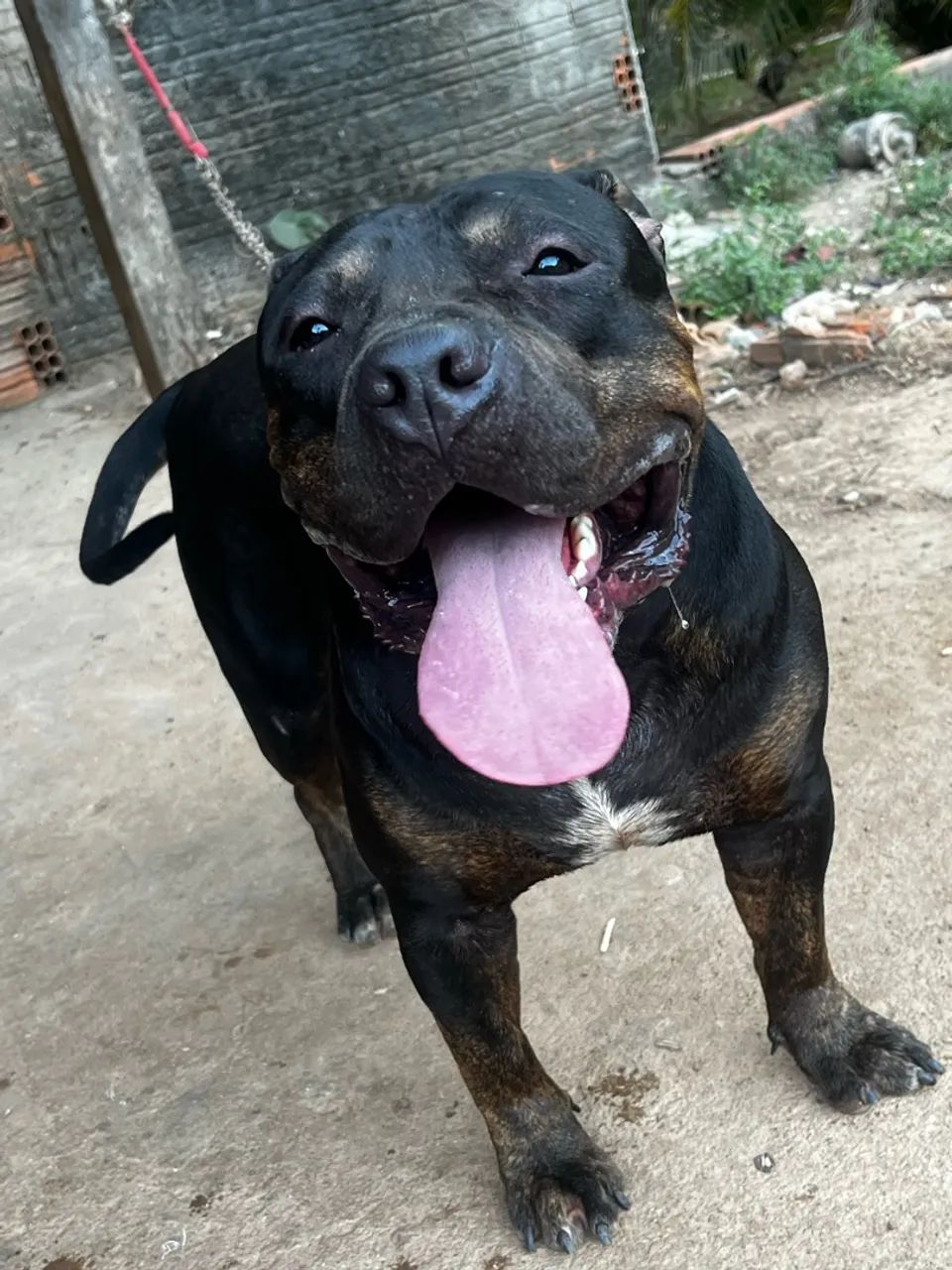 Cachorro - Foto 4