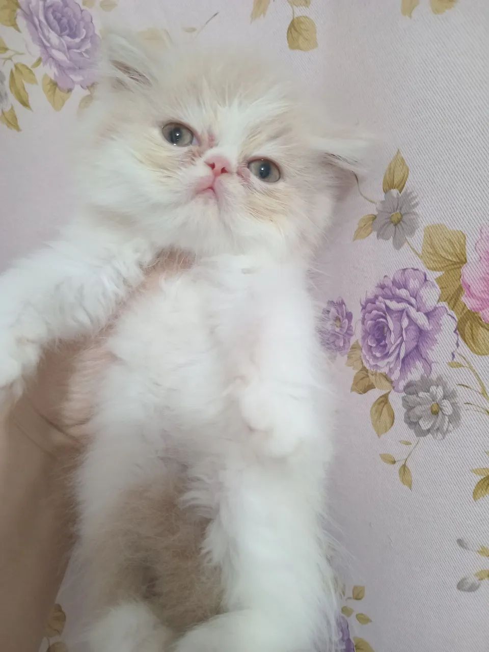  Gato persa macho - Foto 6