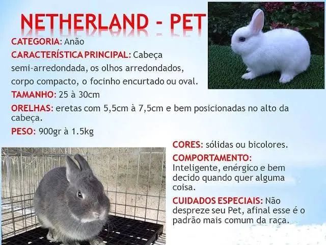 Mini coelho anão Netherland dwarf  - Foto 3