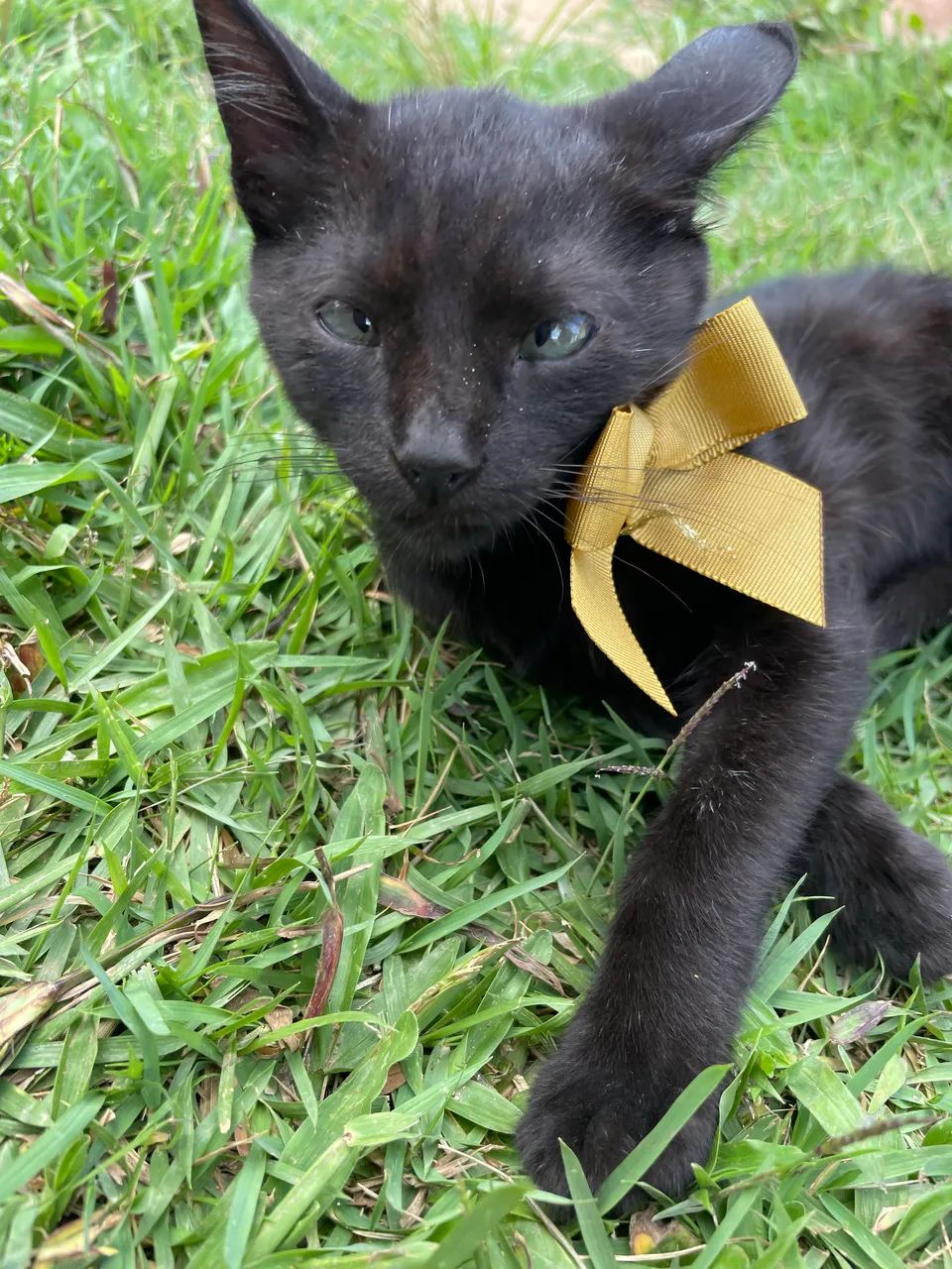 Doação de gatinhos.  - Foto 4