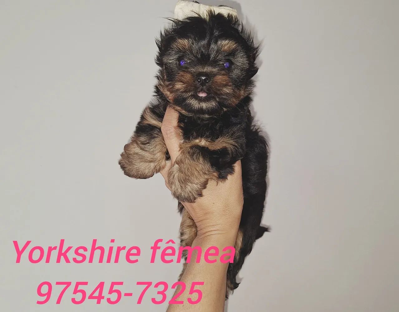 Mini Yorkshire com garantia de saúde  - Foto 3