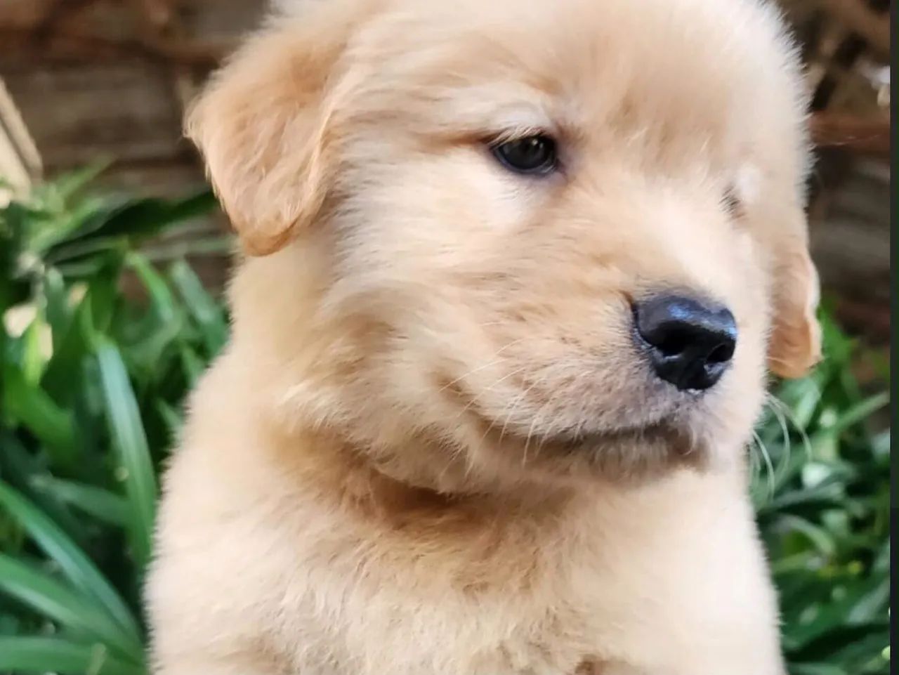 Golden Retriever  - Foto 2