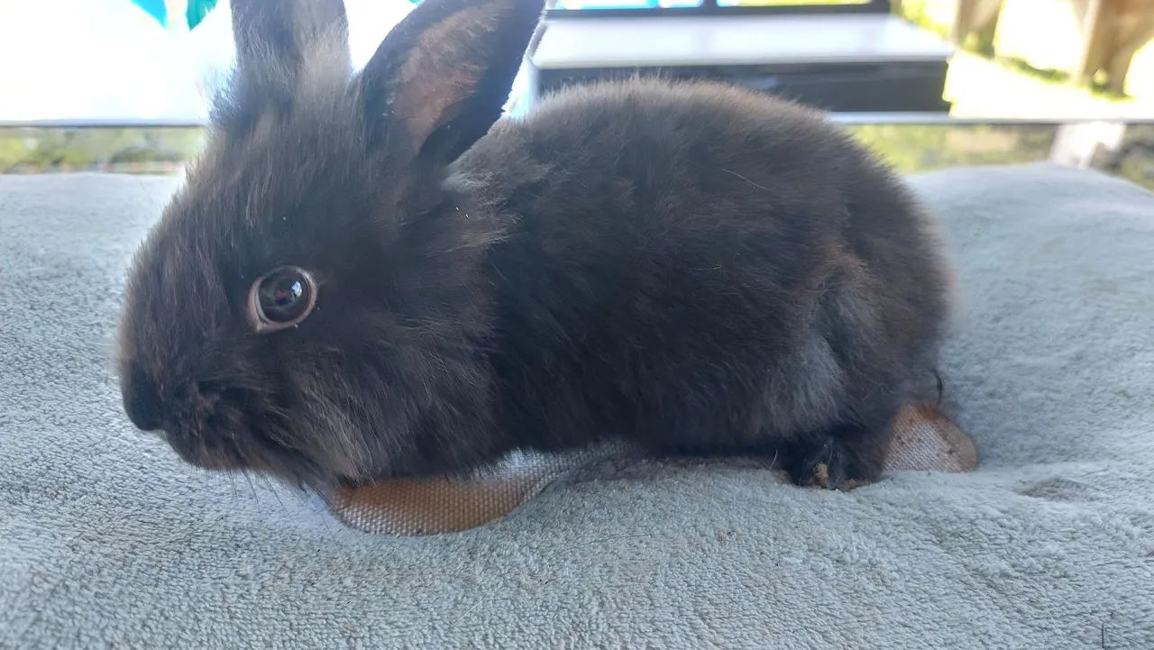 Coelho Mini Lion Head Fêmea Pelo Denso muito dócil e carinhosa - Foto 3