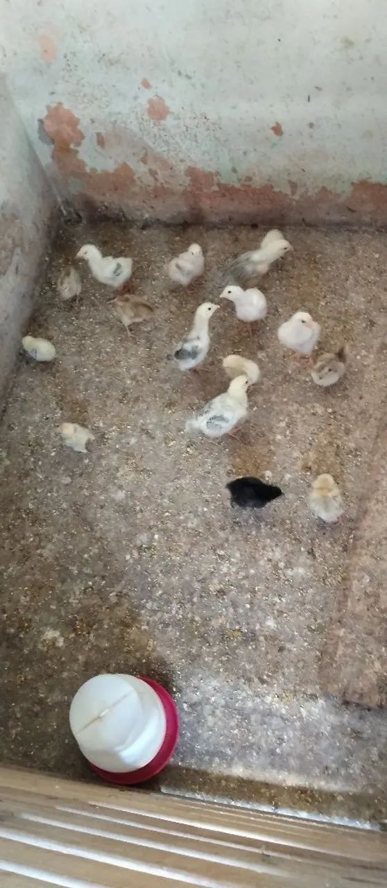 Vende-se galinhas