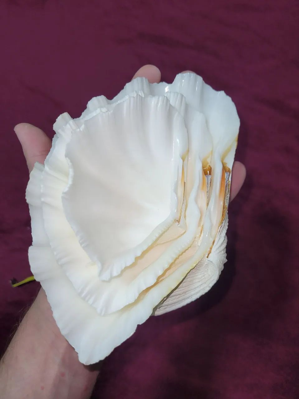 3 conchas sendo a maior com 19 cm  - Foto 4