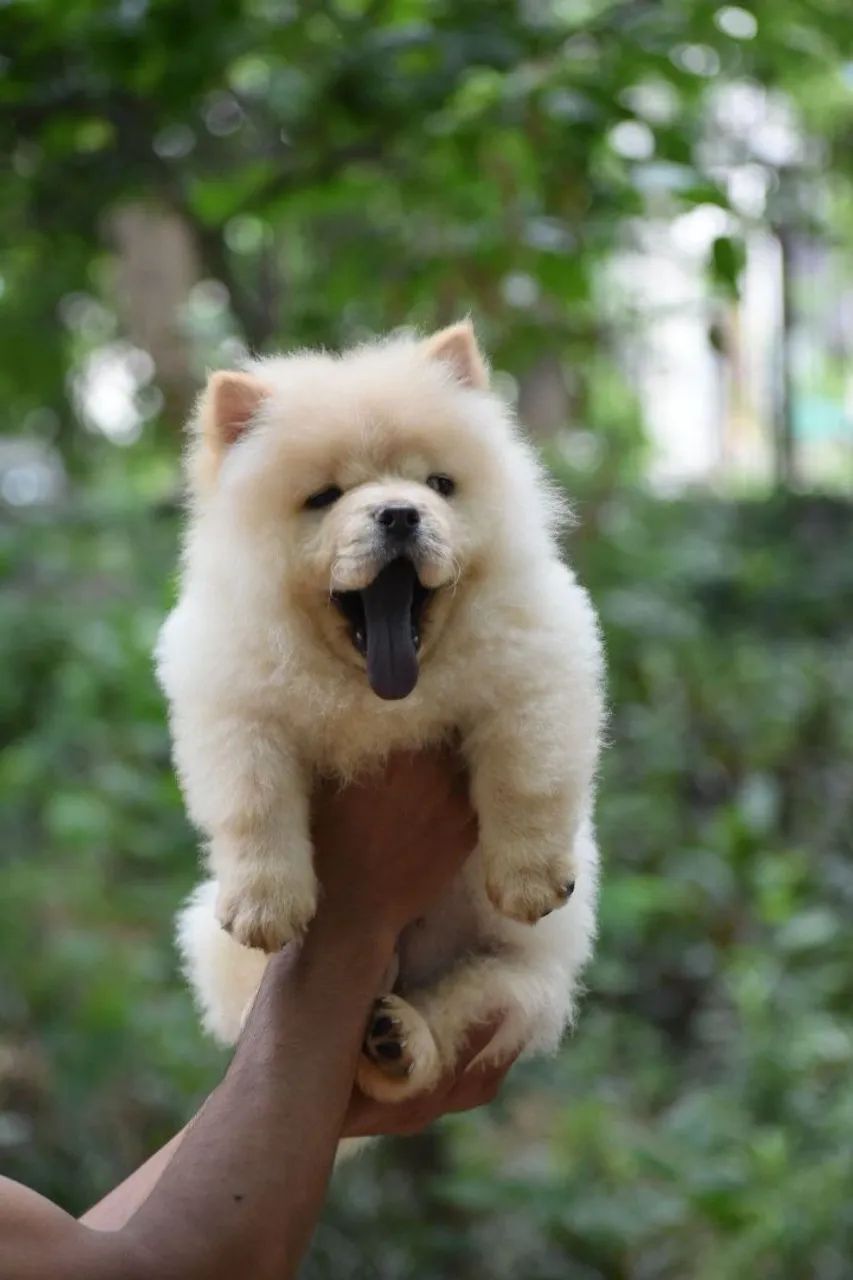 Chow Chow Corre que tá acabando!
