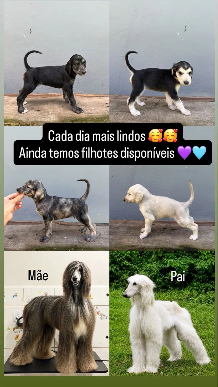 Filhotes de Afghan Hound 