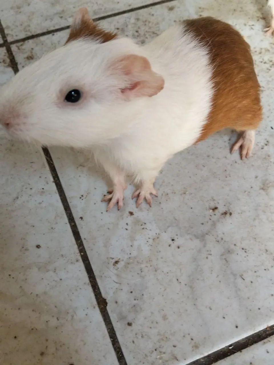 Porquinho da índia  - Foto 4